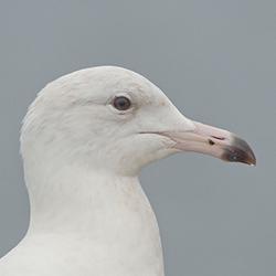 Gulls and Terns