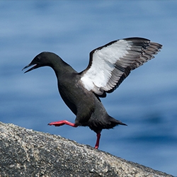 Seabirds